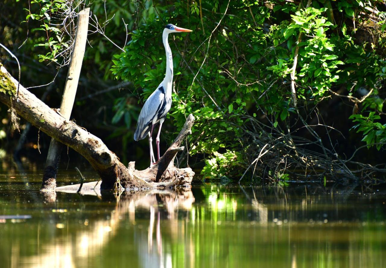 Casa A Beira Do Rio Jaguareguava Na Mata Atlantica Em Bertioga Sp Villa Dış mekan fotoğraf
